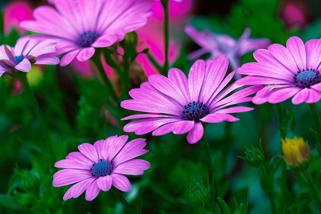 玛格丽特 伯恩霍尔玛格丽特 花 - 上的免费照片