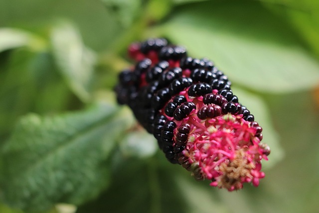 Phytolacca Decandra 美国商陆 美洲商陆 - 上的免费照片