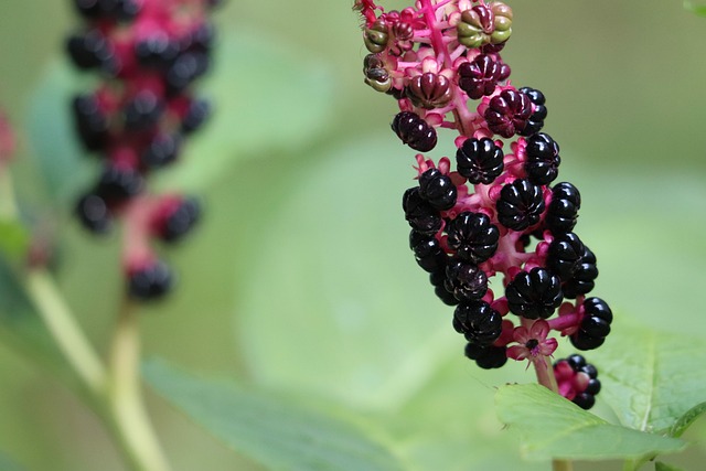 Phytolacca Decandra 美国商陆 美洲商陆 - 上的免费照片