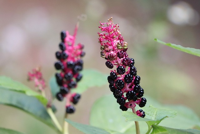 Phytolacca Decandra 美国商陆 美洲商陆 - 上的免费照片
