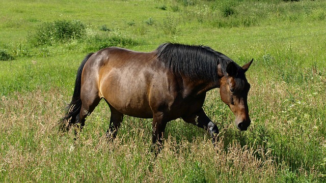 马 动物 自然 - 上的免费照片
