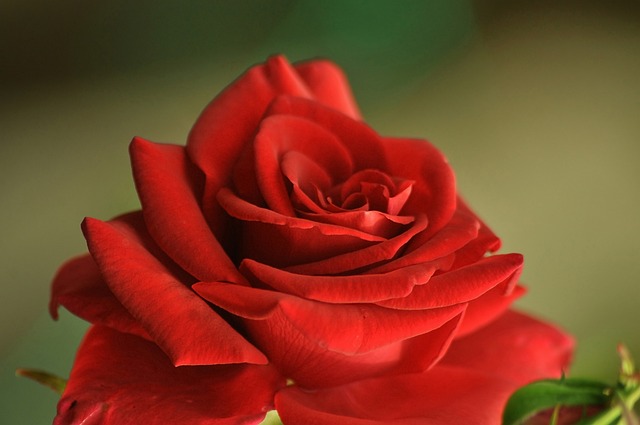 玫瑰 花 红玫瑰 - 上的免费照片