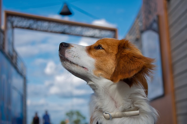 Kooiker 西班牙猎犬 Kooikierhondje - 上的免费照片
