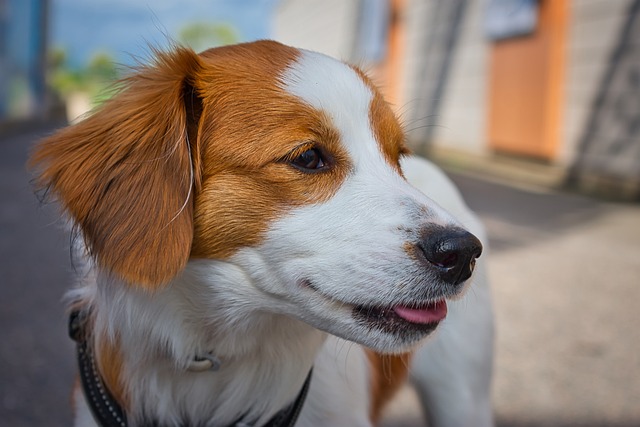 Kooiker 西班牙猎犬 Kooikierhondje - 上的免费照片