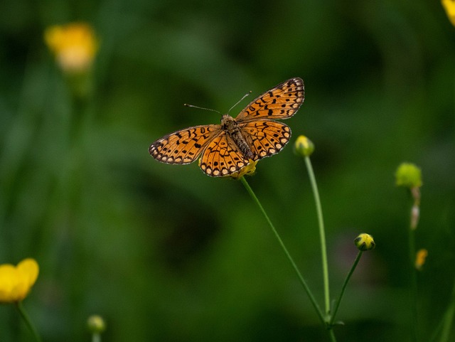 自然 蝴蝶 呃 - 上的免费照片