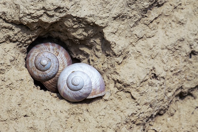 蜗牛 壳 蜗牛壳 - 上的免费照片