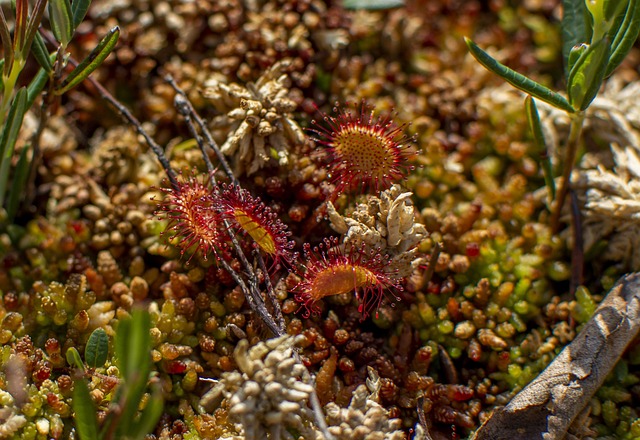 雨露 植物 黏 - 上的免费照片
