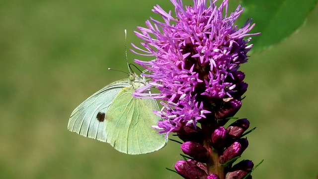 蝴蝶 昆虫 Latria K?osowa - 上的免费照片