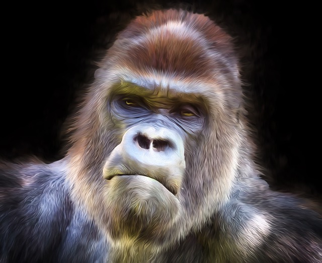 楚巴卡 大猩猩 男人 - 上的免费图片