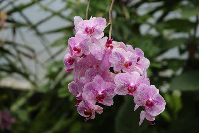 兰花 附生植物 上钩 - 上的免费照片