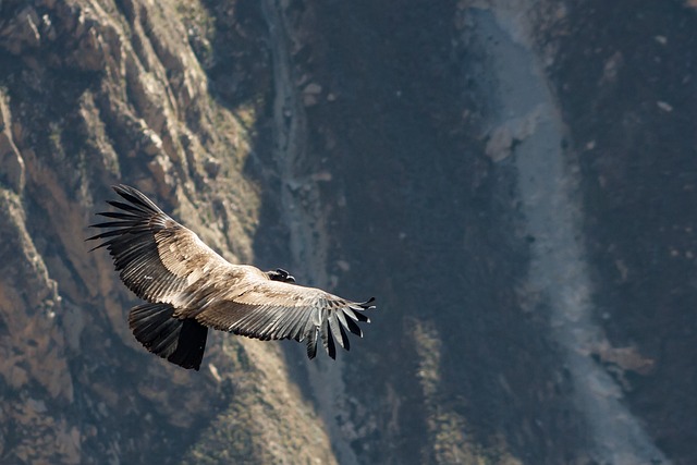 秃鹰 鸟 飞行 - 上的免费照片