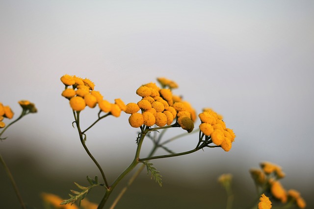 蜡菊 花 植物 - 上的免费照片