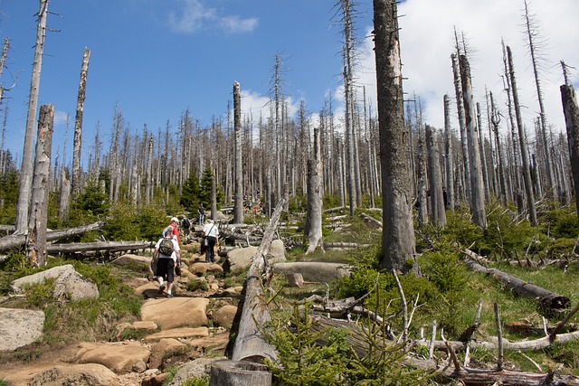 森林枯死 踪迹 石质的 - 上的免费照片