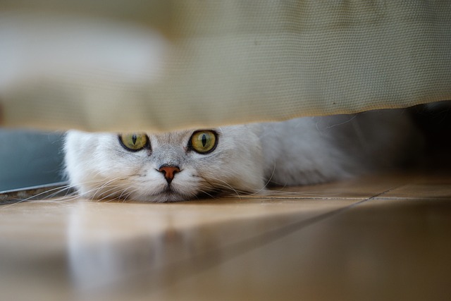 猫 偷看 地板 - 上的免费照片