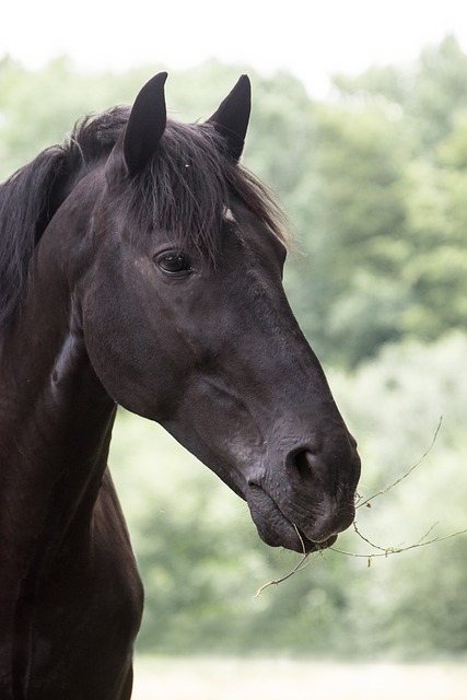 马 动物 敲击 - 上的免费照片