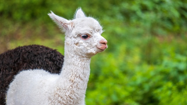羊驼 幼兽 婴儿动物 - 上的免费照片