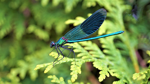 蜻蜓 昆虫 动物 - 上的免费照片
