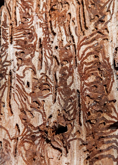 树皮甲虫 害虫 森林枯死 - 上的免费照片