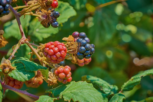 黑莓 Zarza 荒野 - 上的免费照片