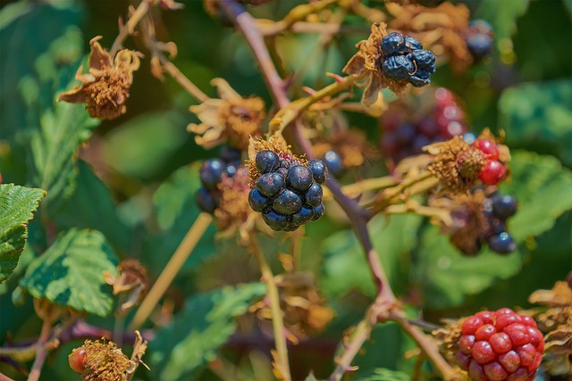 黑莓 Zarza 荒野 - 上的免费照片
