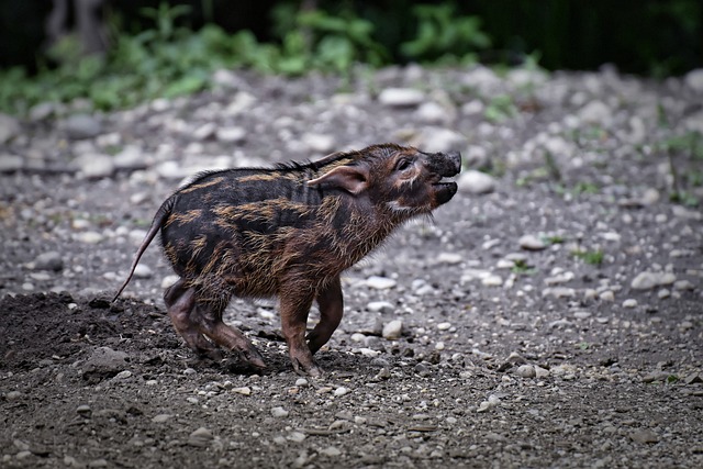刷耳猪 Potamochoerus Porcus 幼兽 - 上的免费照片