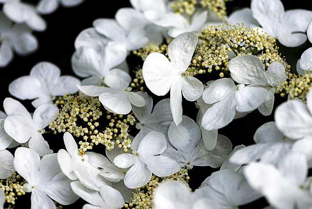 花朵 白色的花 花瓣 - 上的免费照片