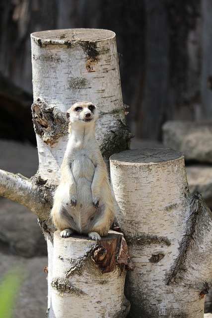 猫鼬 动物园 自然 - 上的免费照片