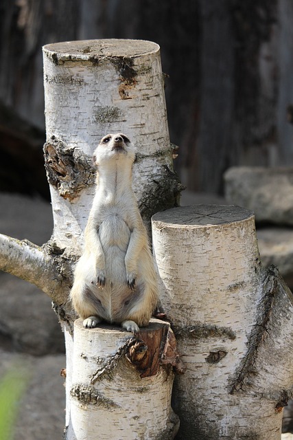 猫鼬 动物园 自然 - 上的免费照片