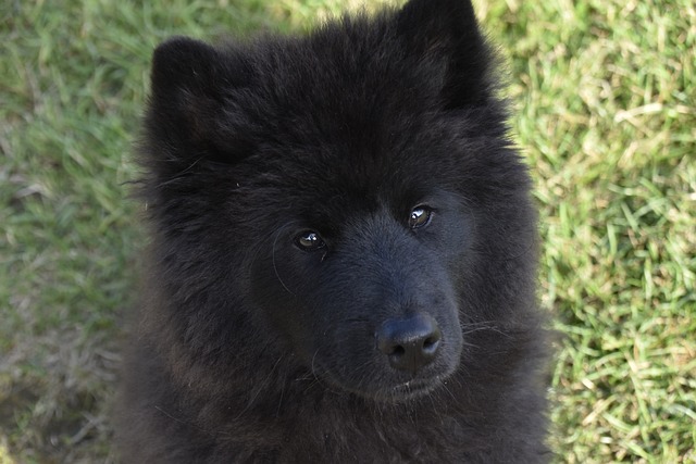 狗 年轻的婊子 狗Eurasier - 上的免费照片