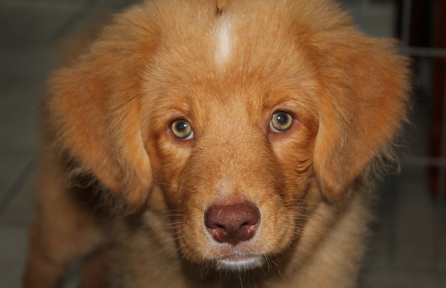 新斯科舍鸭收费猎犬 狗 小狗 - 上的免费照片