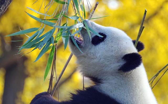 熊猫 竹子 熊 - 上的免费照片