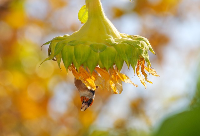 向日葵 Stieglitz 种子 - 上的免费照片