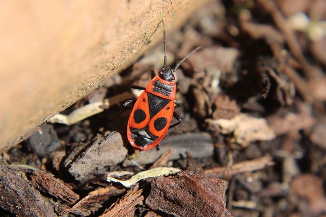 甲虫 自然 昆虫 - 上的免费照片