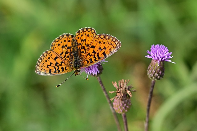 蝴蝶 川贝 关闭 - 上的免费照片