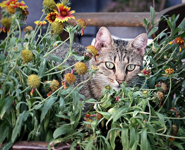 猫 手表 花 - 上的免费照片