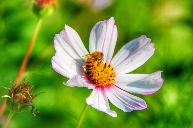 花 蜜蜂 自然 - 上的免费照片