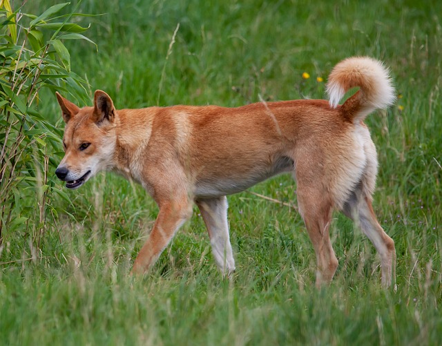 弗雷泽岛Dingo 野狗 澳大利亚的狗 - 上的免费照片