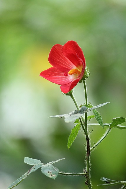 喀拉拉邦 印度 花 - 上的免费照片