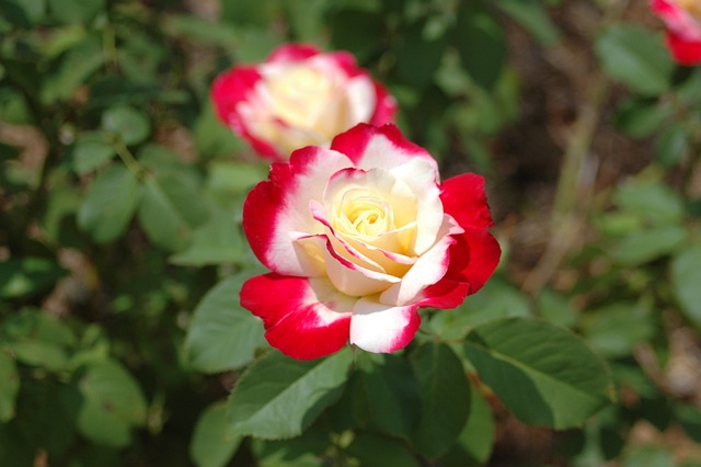 朱纳卢斯卡湖 玫瑰 玫瑰走 - 上的免费照片