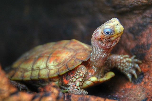 小型的 小的 Turtel - 上的免费照片