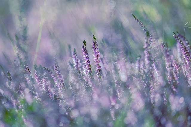 花朵 紫色的花朵 开花 - 上的免费照片