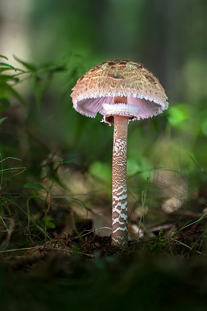 梧桐 巨型 Schirmling 蘑菇 - 上的免费照片