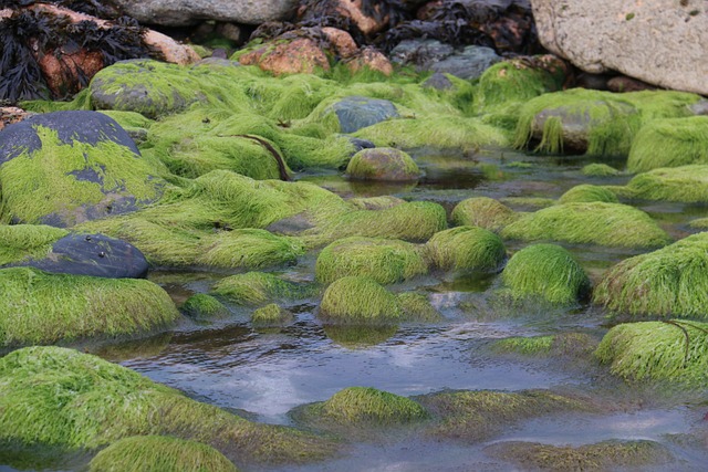 岩池 海滩 海洋 - 上的免费照片