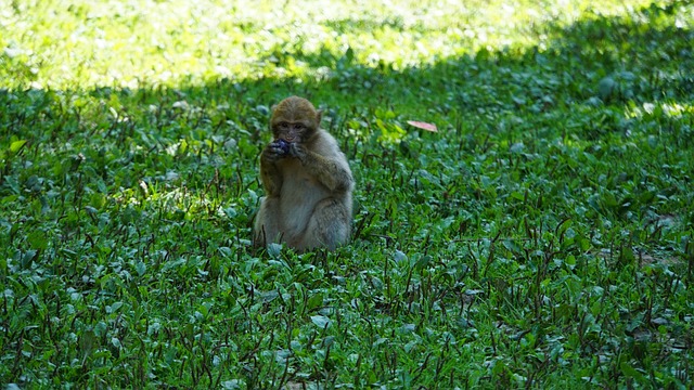 巴巴利猕猴 ?ffchen 小的 - 上的免费照片