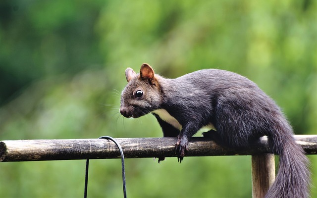 松鼠 橡木猫 啮齿动物 - 上的免费照片