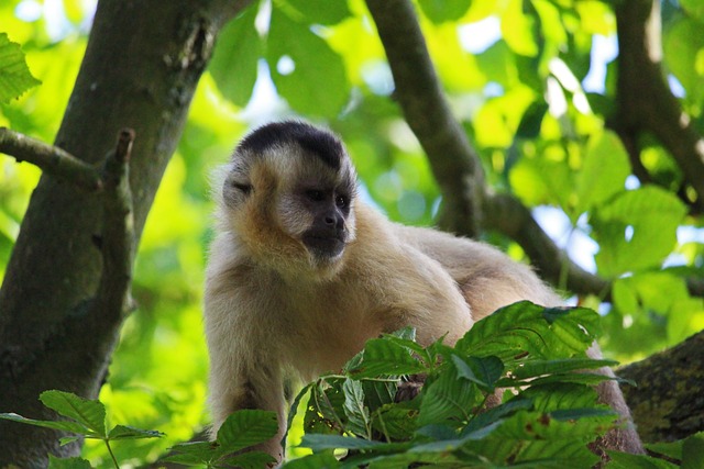 卷尾猴 猿 动物园 - 上的免费照片