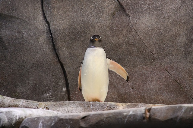 Gentoo企鹅 企鹅 鸟 - 上的免费照片