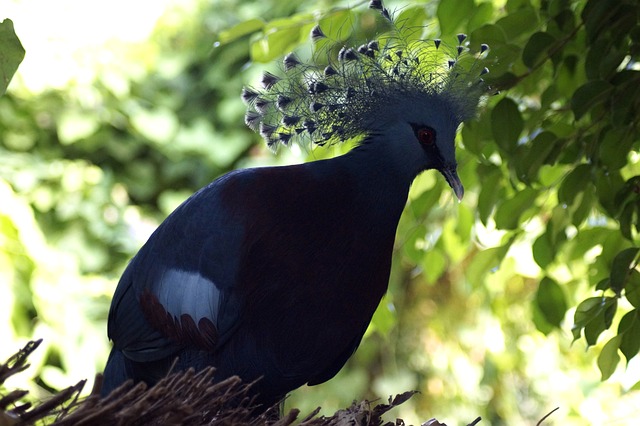 扇鸽 鸟 蓝色的 - 上的免费照片