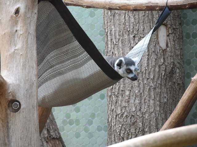 狐猴 猿 灵长类动物 - 上的免费照片