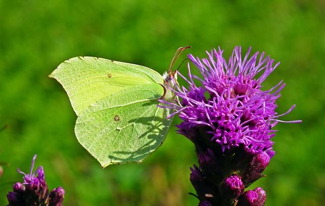 蝴蝶 昆虫 Latria K?osowa - 上的免费照片